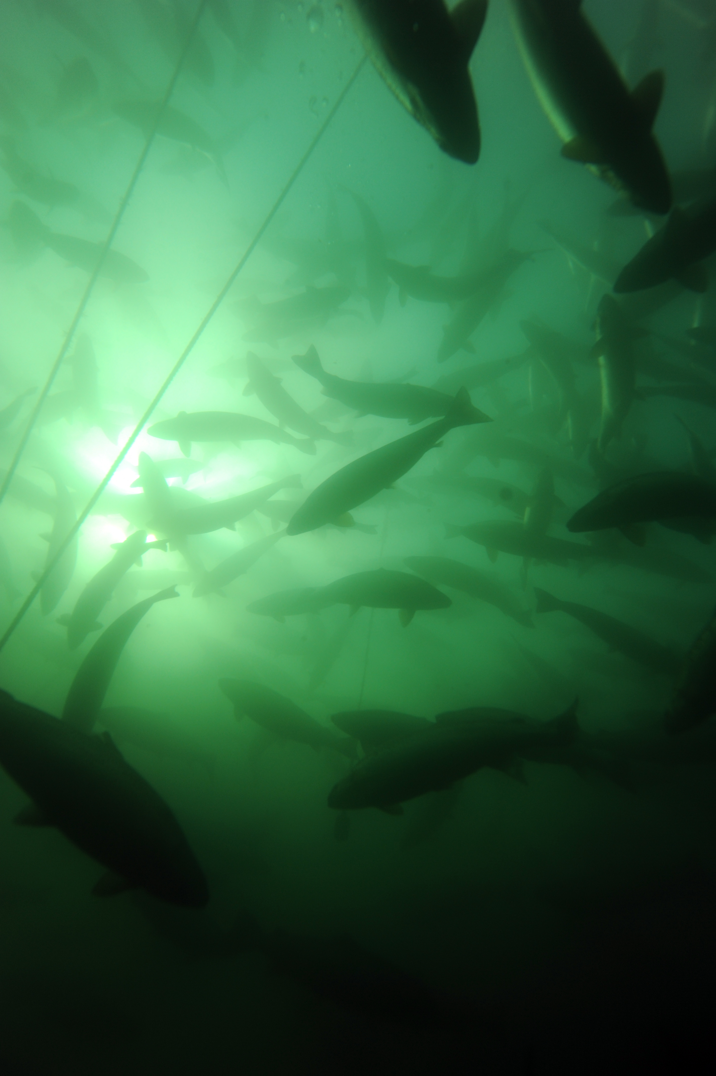 Commercial - ~/Content/Media/Commercial/PDSC_8056.jpg)